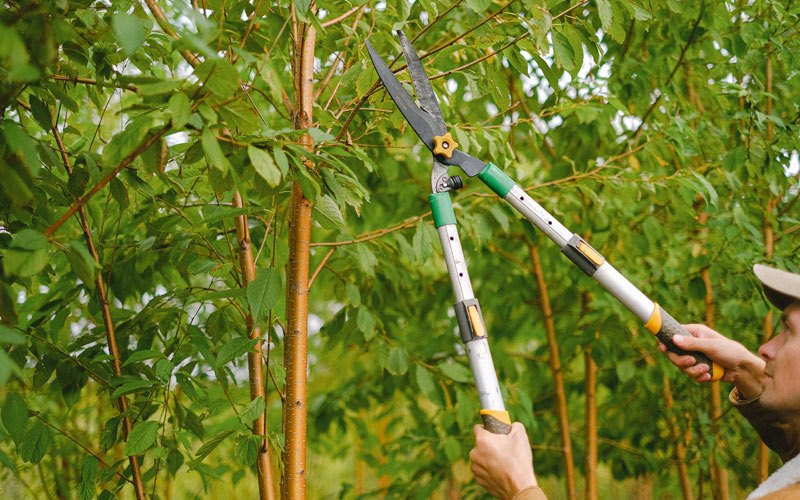 Tree trimming in Hominy, OK