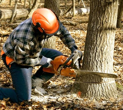 Tree Removal in Hominy, OK